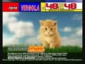 gattino virgola cantata da vasco rossi