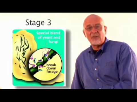 horses grand national horses grand national