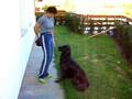 Clickertraining Touch