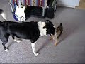 My Border Collie playing with my nieghbors Yorkie