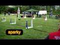 New Polish Record in Flyball - 19.02 sek