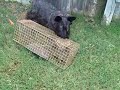 Trapped squirrel