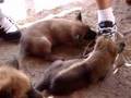 Pastor Belga Malinois video