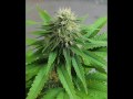 1200 Mics - Hashish (Remix)
