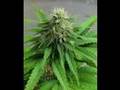 1200 Mics - Hashish (Remix)