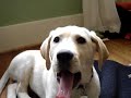 georgie yawns.