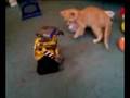 videos de Kitten meets Wall-e