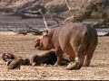 Hippo eats Buffalo