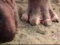 Hippo Eats Buffalo