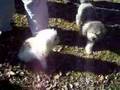 Caniche video