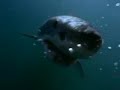 Tagging the Great White Shark