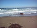 Dogs at beach 2