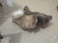 Lory, eterna saudade! Todos te amavam! Sentimos sua falta!