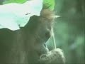 a quien ofendes cuando dices animal o salvaje? a quien ofendes cuando dices animal o salvaje?