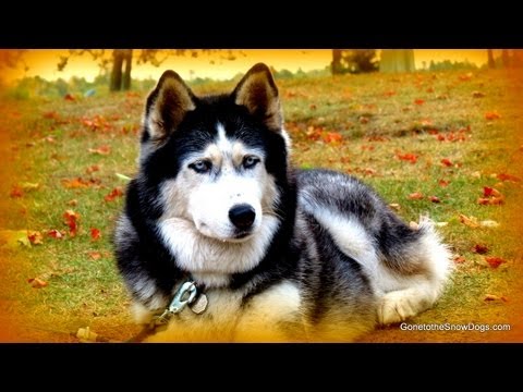 siberian husky
