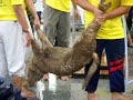 Goat Sacrifice On Hari Raya Haj