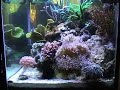 Aquarium Time Lapse 1