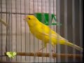 Aviario Paco Ibi II