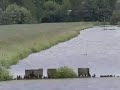 onderwater duikende zwarte stern