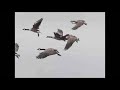 Landing Canadian Geese