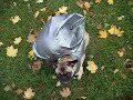 Balloon Pug.