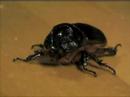Bug