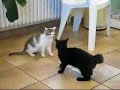 combat de chatons