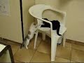 combat de chatons