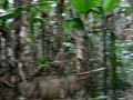 in da jungle