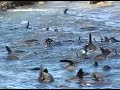 GREAT WHITE SHARK CAGE DIVING SOUTH AFRICA