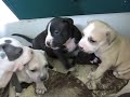 viscious pitbull puppy viscious pitbull puppy