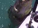 second jewfish