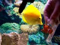 Handfeeding Pinnatus Batfish