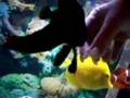 Handfeeding Pinnatus Batfish