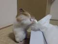 ティッシュを頬張るゴールデンハムスター