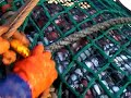 Silver Hake Dragging Part 2: Hauling the Net