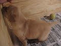 Yellow Lab Puppy