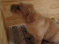 Yellow Lab Puppy