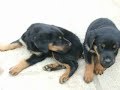 Rotweiler Video Taka 2