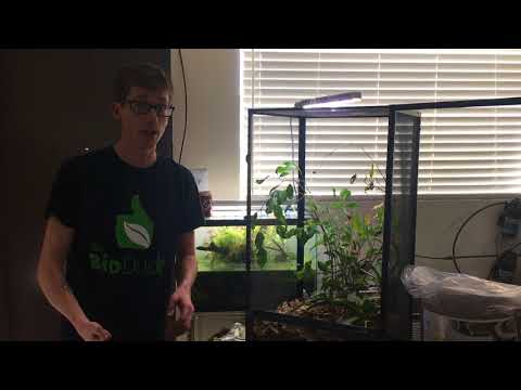 YouTube reptile video