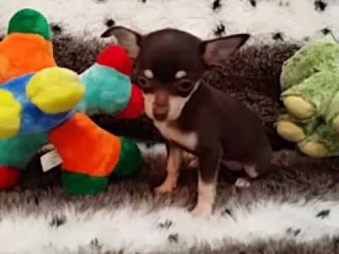 BEAUTIFUL FEMALE CHIHUAHUA