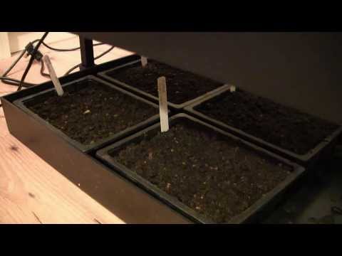 how to grow under lights