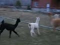 AlpacasRunningFun3