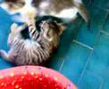Rissa tra gattini pazzi!