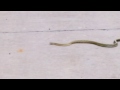 Snake crossing street 