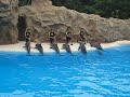 Delfin-Show im Loro Parque, Teneriffa