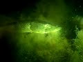 Snoek met paling
