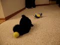 Shitsu puppy playing