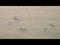 long range antilope