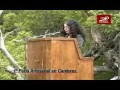 osvaldo-lipin-llancaman-escultor-y-artesano-mapuche-de-negrete-imagenes-de-sus-exposiciones-de-su-arpillera-recibida-como-reconocimiento-otorgado-por-el-seremi-del-consejo-de-la-cultura-y-las-artes-y-comentarios-de-los-visitantes.html